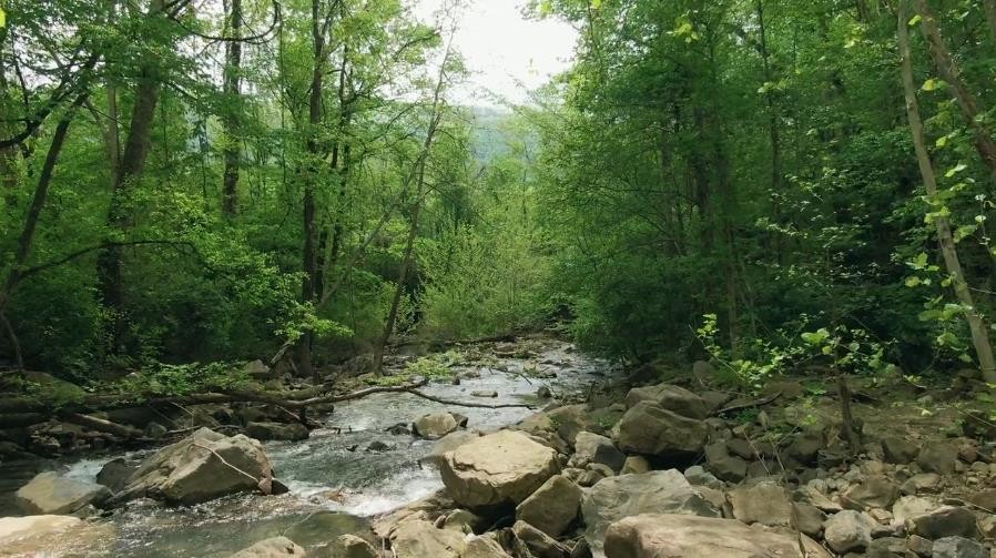 视频模块展示：流过森林的小河